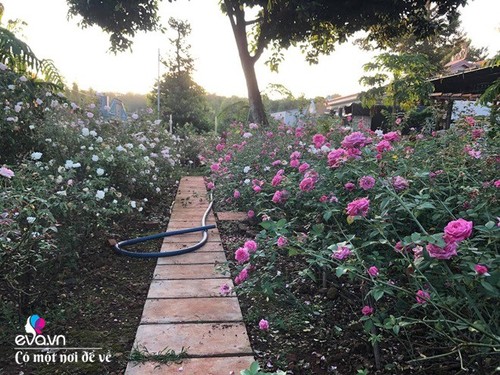Mẹ Vũng Tàu dựng nhà gỗ 15m2 làm chốn lui về, trồng 50 khóm hồng bao quanh như thiên đường - 19 - kythuatcanhtac.com