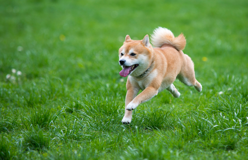 Chú chó Shiba màu vàng đang chạy trên đồng cỏ xanh - kythuatcanhtac.com