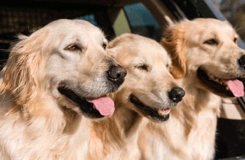 Chó golden Retriever - Những thông tin cơ bản liên quan đến chó golden Retriever 16 - kythuatcanhtac.com