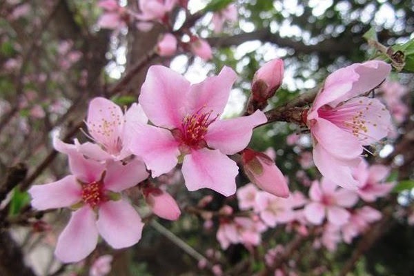 Hoa Đào ngày Tết: Sự tích, ý nghĩa và cách chăm sóc cho hoa nở đẹp - 3 - kythuatcanhtac.com