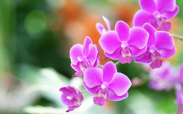 Những loại hoa đánh thức tài lộc, sáng đặt bàn thờ Thần Tài chiều gặp may - 5 - kythuatcanhtac.com