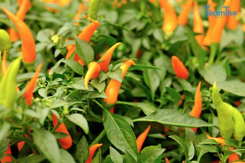 Thời tiết đặc trưng của tháng 7 rất phù hợp để bắt đầu trồng các loại ớt - kythuatcanhtac.com
