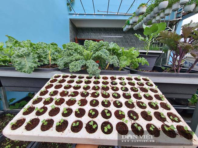 Bình Dương: Biến sân thượng thành nông trại trồng đủ loại rau xanh lạ mắt, Tết ăn thoải mái - 11 - kythuatcanhtac.com