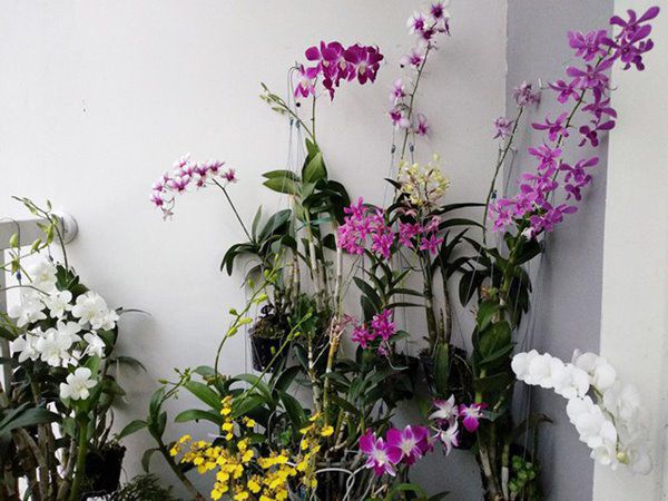 Mùa xuân nên chọn 5 loại hoa trên ban công, tươi lâu, đơn giản, trang nhã và đẹp - 1 - kythuatcanhtac.com