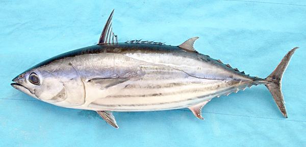 Cá ngừ vằn - kythuatcanhtac.com