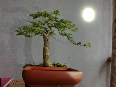 can-thanh-bonsai-mini-de-ban - kythuatcanhtac.com