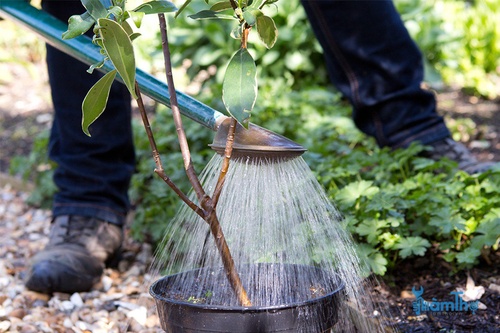 Làm ẩm đất trong chậu trước khi trồng - kythuatcanhtac.com