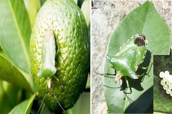 Đặc điểm gây hại của bọ xít xanh - kythuatcanhtac.com