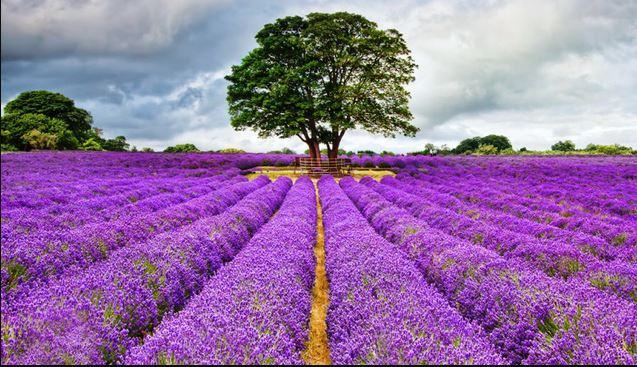Công dụng của hoa lavender trong đời sống - kythuatcanhtac.com