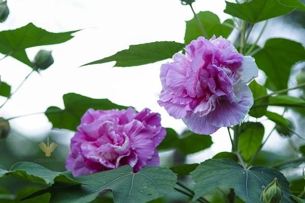 Hoa Phù Dung: Hình ảnh, ý nghĩa và cách trồng loài hoa sớm nở tối tàn - 4 - kythuatcanhtac.com