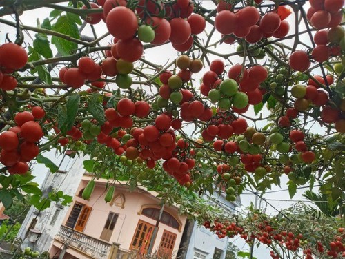 Mẹ Hải Phòng làm ròng rọc tời đất lên sân thượng trồng cà chua, quả kết từng chùm trĩu giàn - 3 - kythuatcanhtac.com