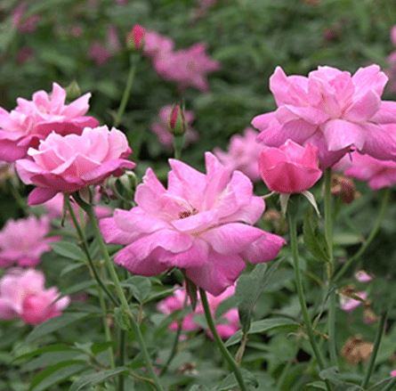 Hoa hồng quế – Hồng bụi truyền thống đẹp 10 - kythuatcanhtac.com