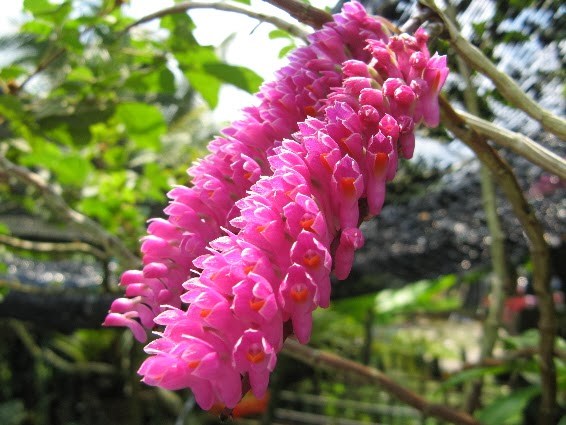Lan báo hỷ Dendrobium secundum - kythuatcanhtac.com
