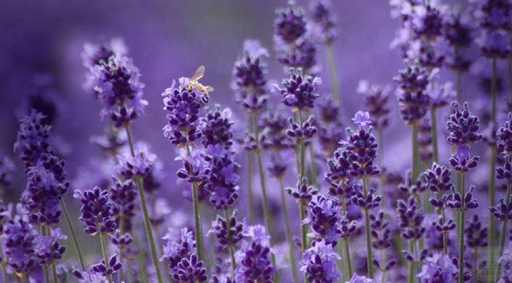 Hoa lavender - Loài thảo dược tình yêu, tượng trưng cho sự chung thủy - kythuatcanhtac.com