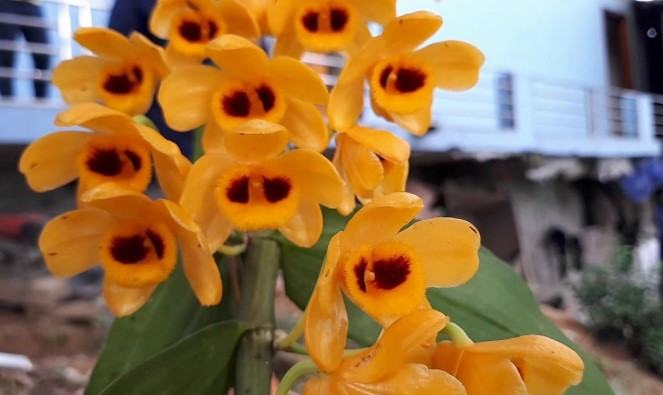 Hoa lan phi điệp vàng - Nguồn gốc, đặc điểm, cách trồng và chăm sóc hoa lan phi điệp vàng 15 - kythuatcanhtac.com