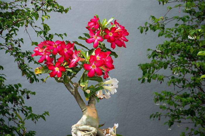 7 loại hoa phong thủy mang tài lộc, phúc khí trong năm Tân Sửu 2021 - 3 - kythuatcanhtac.com