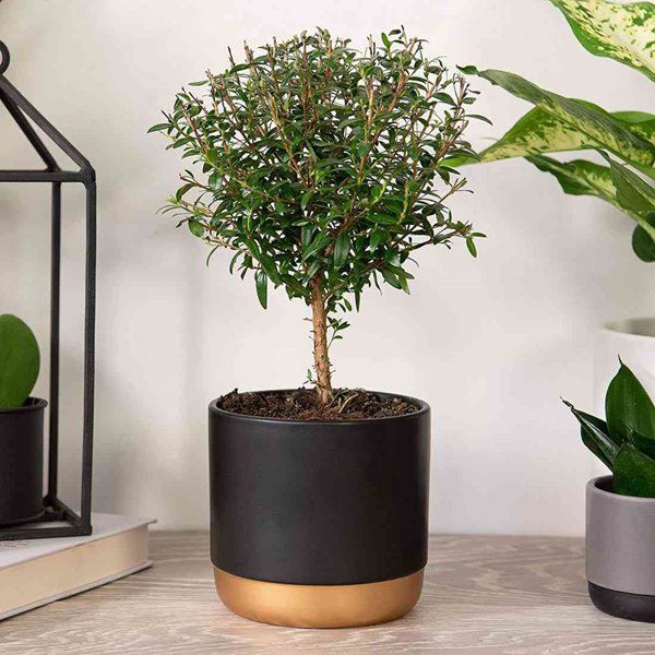 9 loại cây thanh lọc không khí trong nhà tốt nhất mà lại rất dễ trồng - 8 - kythuatcanhtac.com