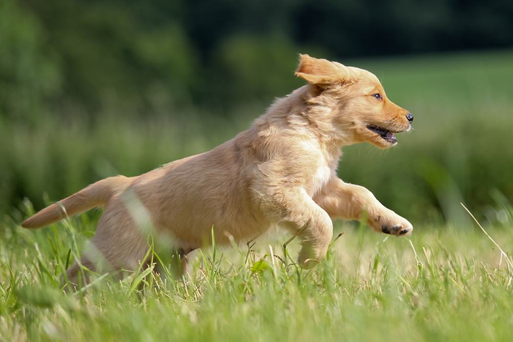 Chó Golden chạy nhảy bên bãi cỏ xanh mướt - kythuatcanhtac.com