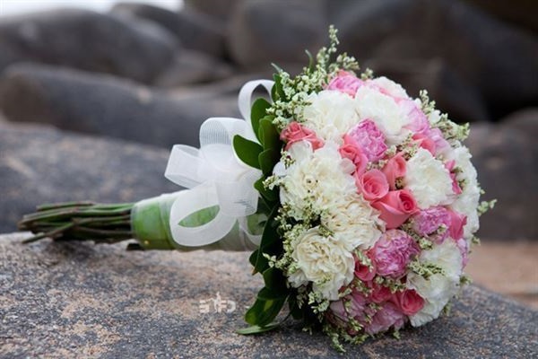 Hoa Cẩm Chướng: Đặc điểm, ý nghĩa và cách chăm sóc ra hoa đẹp - 7 - kythuatcanhtac.com