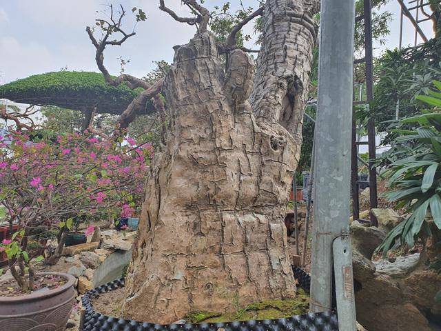 Ngắm cây vạn tuế có dáng “cong mềm mại” chủ vườn chào giá amp;#34;khủngamp;#34; - 4 - kythuatcanhtac.com