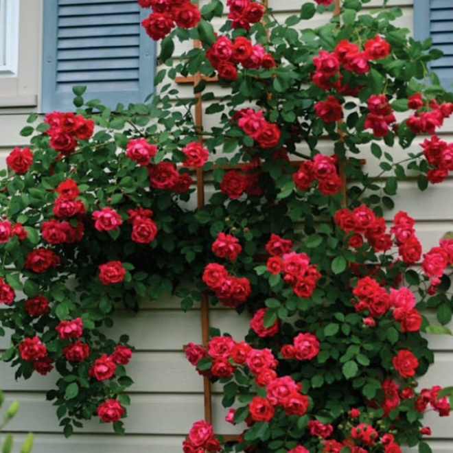 2 loại hoa hồng này là amp;#34;vua hoaamp;#34;, khi nở biến tường thành biển hương, thơm nức - 4 - kythuatcanhtac.com
