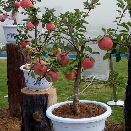 Cách trồng táo trong chậu - kythuatcanhtac.com