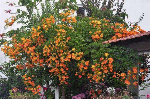 Hoa đăng tiêu hoa leo đẹp chống nắng tuyệt đẹp 13 - kythuatcanhtac.com