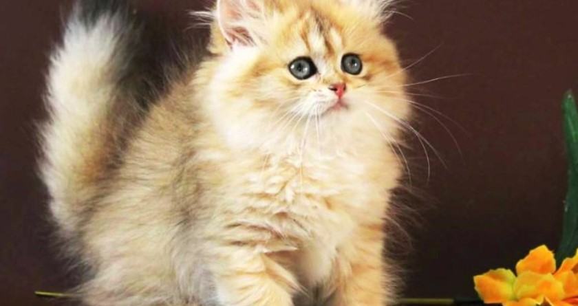 Kiến thức Mèo Anh Lông Dài (British Longhair Cat) A-Z 17 - kythuatcanhtac.com