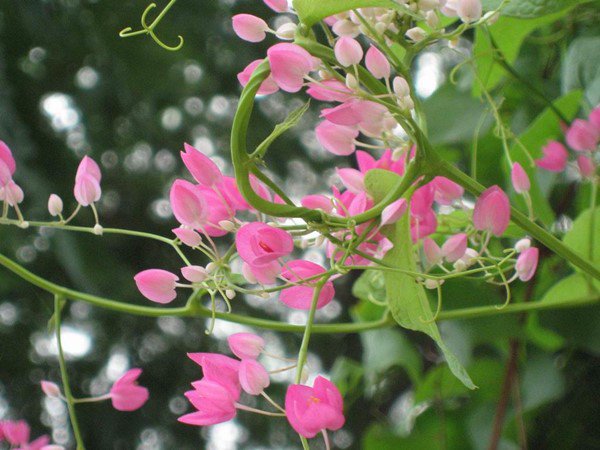 5 loại hoa tượng trưng cho sự chia ly, rất đẹp nhưng Tết không nên để trong nhà - 1 - kythuatcanhtac.com