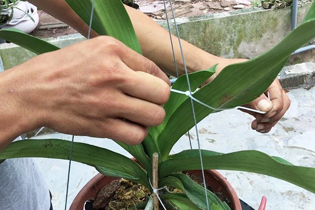 Cách trồng phong lan đai châu trong chậu - kythuatcanhtac.com