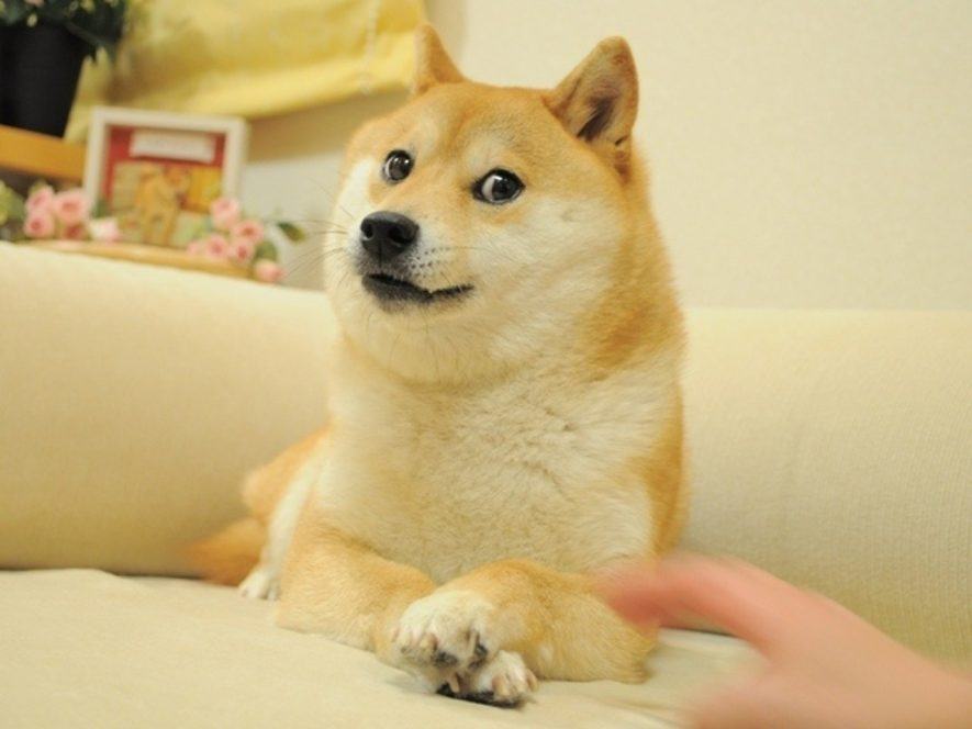 Chú chó Shiba với gương mặt ngộ nghĩnh, đáng yêu - kythuatcanhtac.com