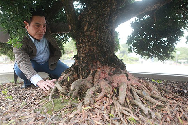 amp;#34;Choángamp;#34; với bộ ba cây quý gần 20 tỷ của đại gia Thái Nguyên - 12 - kythuatcanhtac.com