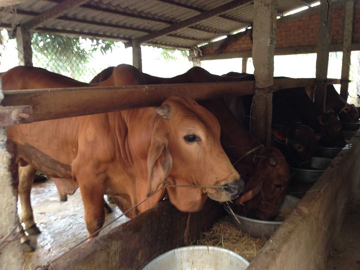 Cách ủ cây ngô cho bò ăn. Kỹ thuật ủ chua thân cây ngô cho trâu bò ăn - kythuatcanhtac.com