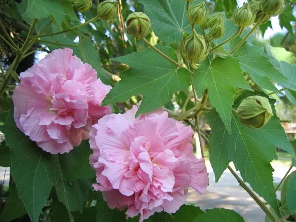 Hoa Phù Dung: Hình ảnh, ý nghĩa và cách trồng loài hoa sớm nở tối tàn - 3 - kythuatcanhtac.com