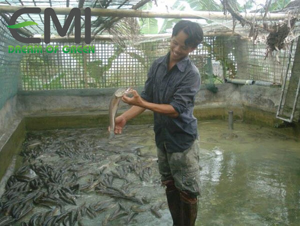 Kỹ thuật nuôi cá lóc trong bể xi măng. Mô hình nuôi cá lóc hiệu quả - kythuatcanhtac.com