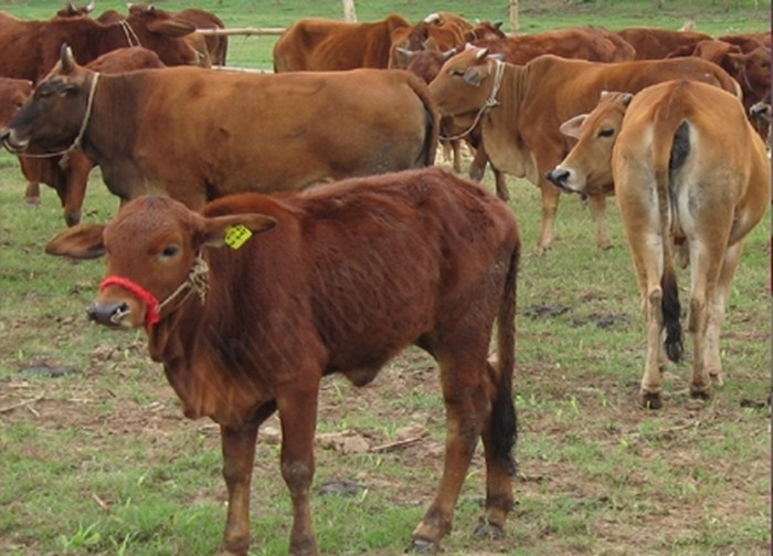 Kỹ thuật nuôi bò sinh sản. Mô hình chăn nuôi bò sinh sản nhốt chuồng - kythuatcanhtac.com