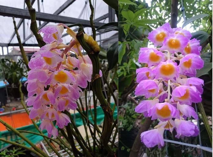 Hoa lan kiều tím - Loài hoa có vẻ đẹp không tỳ vết 29 - kythuatcanhtac.com