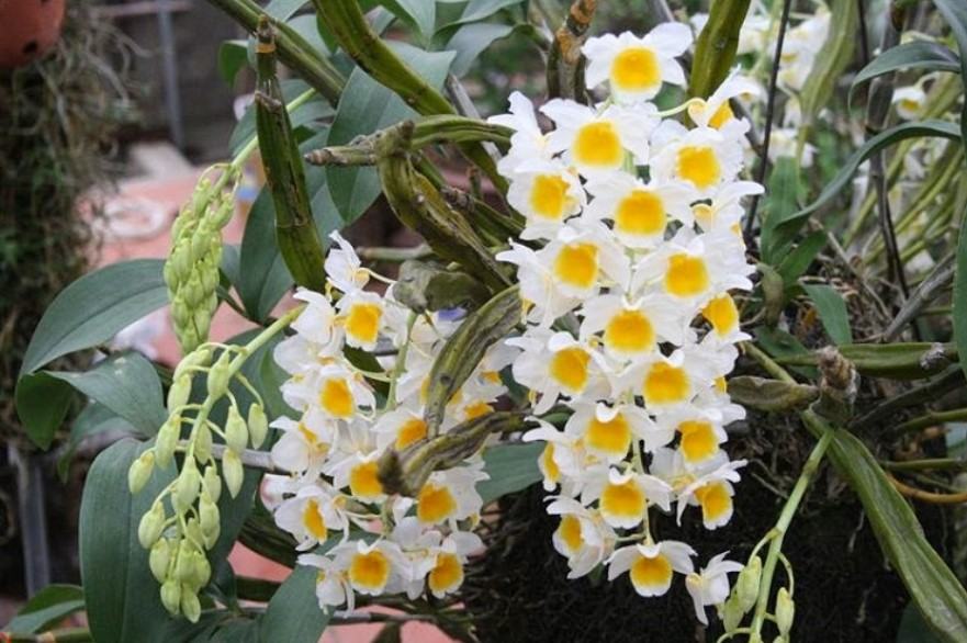 Hoa lan kiều- Cách trồng và chăm sóc hoa lan kiều đạt hiệu quả cao 24 - kythuatcanhtac.com