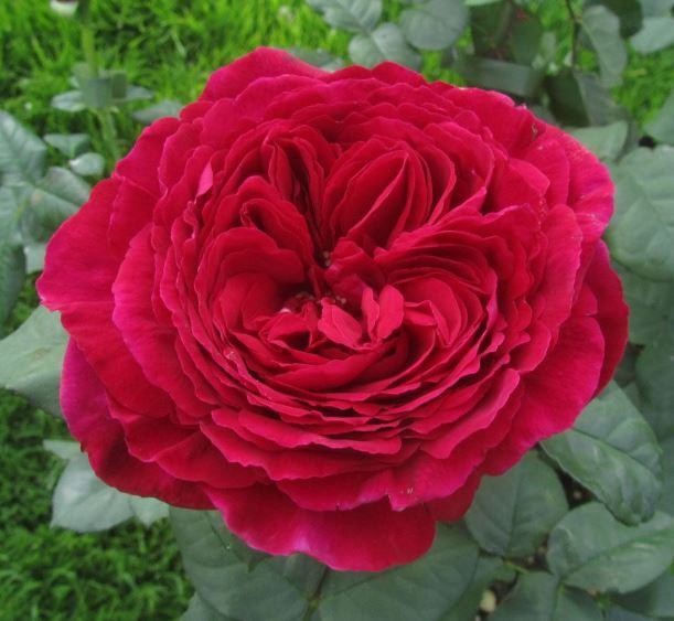Cách trồng hoa hồng ngoại Gospel rose - kythuatcanhtac.com