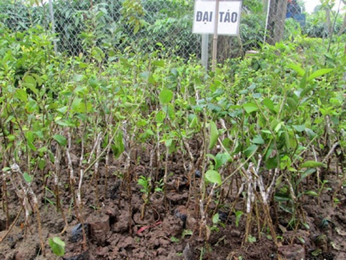 Kỹ thuật trồng táo đại - kythuatcanhtac.com