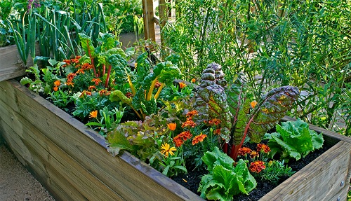 Gợi ý cách thiết kế vườn rau đem lại hiệu quả tốt nhất - kythuatcanhtac.com