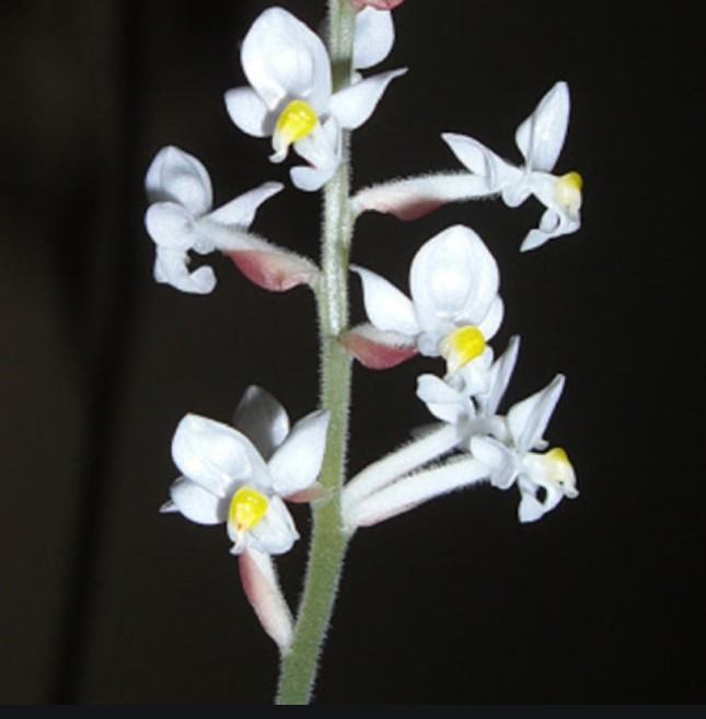 Hoa lan kim tuyến - Loài hoa có vẻ đẹp hút hồn và vô cùng quý hiếm 19 - kythuatcanhtac.com