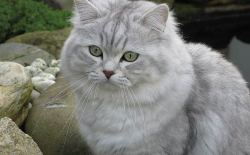 Kiến thức Mèo Anh Lông Dài (British Longhair Cat) A-Z 25 - kythuatcanhtac.com