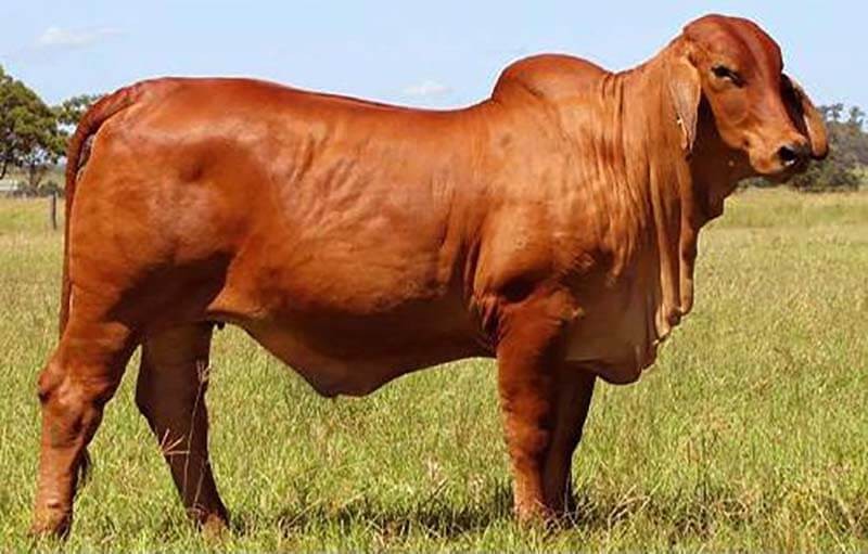 Kỹ thuật chăn nuôi bò thịt. Các giống bò thịt tốt nhất hiện nay - kythuatcanhtac.com