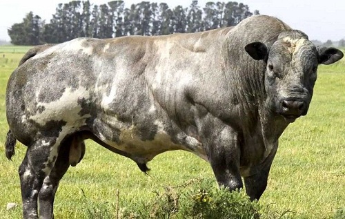 Kỹ thuật chăn nuôi bò thịt. Các giống bò thịt tốt nhất hiện nay - kythuatcanhtac.com