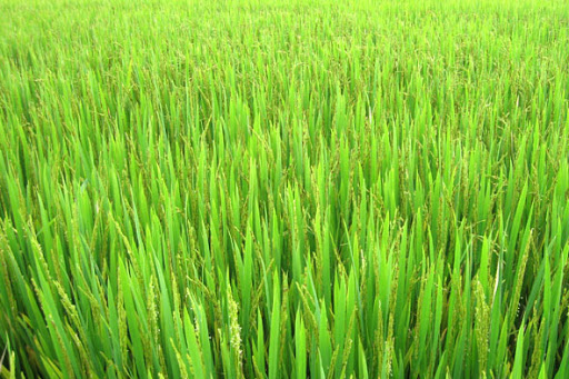 Cây lúa giai đoạn trổ bông trên cây - kythuatcanhtac.com