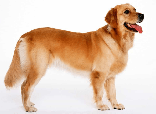 Chó golden Retriever - Những thông tin cơ bản liên quan đến chó golden Retriever 17 - kythuatcanhtac.com