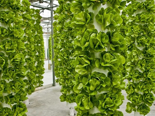 Mô hình trồng rau theo phương pháp khí canh - kythuatcanhtac.com