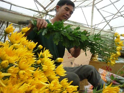 Phân loại cành hoa giúp bán giá thành cao hơn - kythuatcanhtac.com