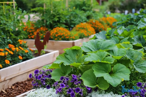 9 loại hoa tốt nhất cho vườn rau giúp ngăn chặn sâu bệnh - kythuatcanhtac.com